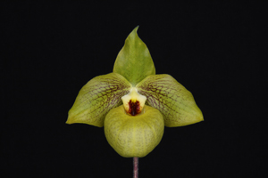 Paph. Norito Hasegawa Gloria AM 82 pts.